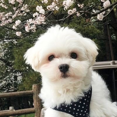 マルチーズ 6才♂ 自由が丘の保護犬譲渡会で出会い、2021年11月23日に我が家に来ました🥰
内弁慶の寂しがりや🐶