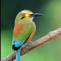 EL TALAPO (@eagleye5k) 's Twitter Profile