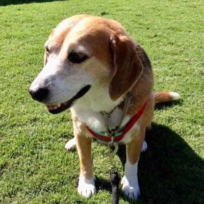 Boomerthebeagle Profile Picture