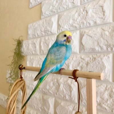 インコ日記🦜 2022/3/8 生後1ヶ月のセキセイインコいろは(男の子)を飼い始めました。2022/4/24 生後1ヶ月のなるちゃん(女の子)をお迎えしましたが、病気で2022/5/22に旅立ちました。2022/5/28 いろはのPBFD治療を開始し、2022/9/27陰転✨鳥飼いさん、仲良くして下さい❣️