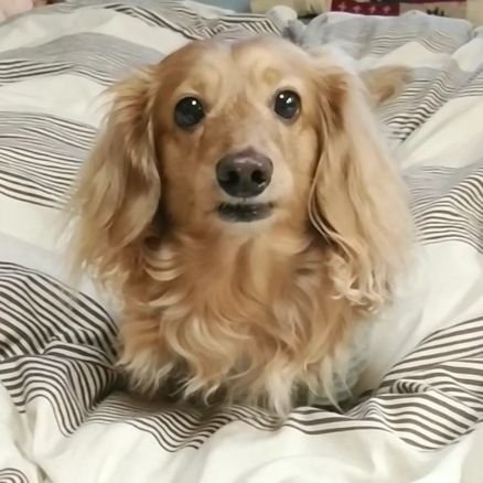 marondachshund Profile Picture