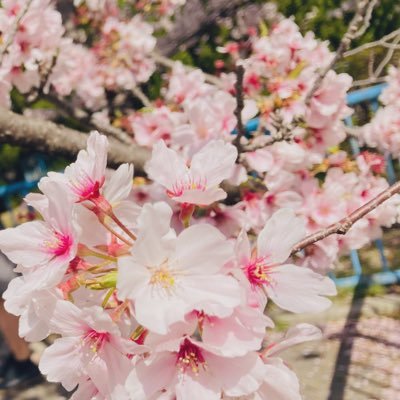 桜/琥珀ｺﾊｸ(病猫ﾔﾏｲ ﾈｺ)さんのプロフィール画像