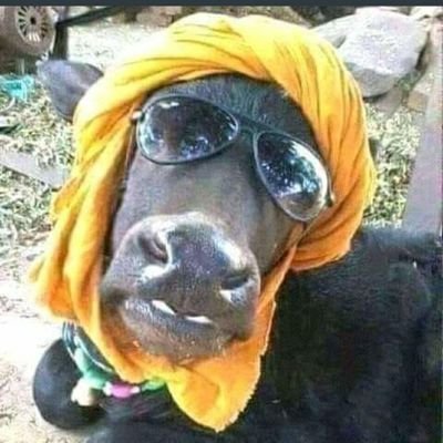 rural elite with badhiya nokari, kheti+ bhainsh,pure veg ( not even eggs)...proud hindu without regional bias..kul mila ke ek HINDU...bas.