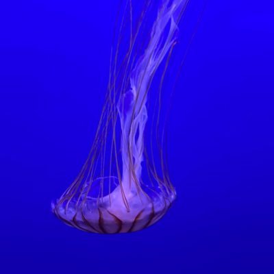 grapes_sea's profile picture. 猫の下僕を卒業しました                            また猫と暮らす日を夢見る人                    https://t.co/tfMxeIxJjx