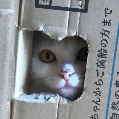 ねこ