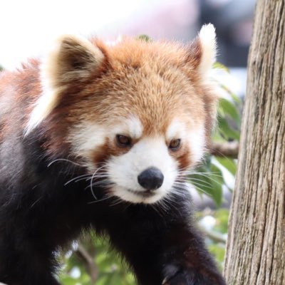 レッサーパンダ🍎アムールトラ🐯ユキヒョウ☃️ビントロング🍎🍀富山市ファミリーパーク🍀 ロッポ🐾 🍀桐生が丘動物園🍀 フラン🐾動物全般😎#レッサーパンダ