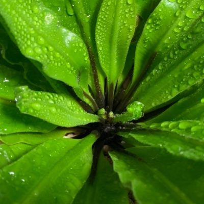 _asplenium_'s profile picture. 