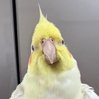 ベニちゃ🐥(@BENI_cockatiel) 's Twitter Profile Photo