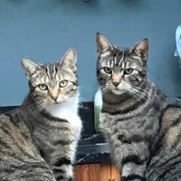 Stephanie Ward (@s1ward) 's Twitter Profile