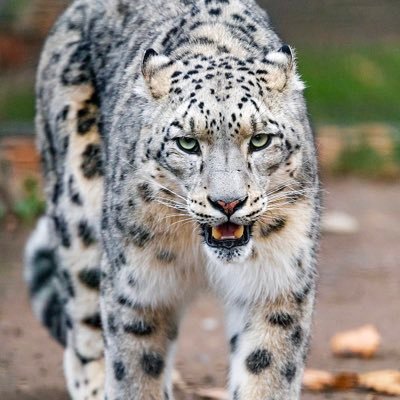 snowleopardxux Profile Picture