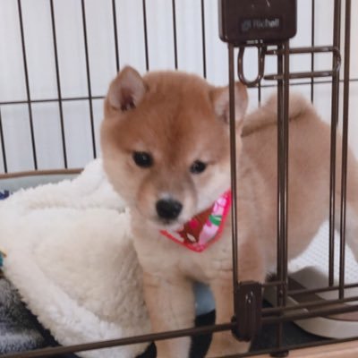 BP_arak's profile picture. 大型犬を迎えたいです。皆様のご家族見て癒されてます。🐕→柴女🐍→パステルバナナ ♂、シナモン♀ 無言イイね&無言フォロー失礼致します🙇‍♂️
