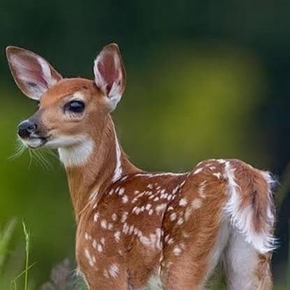 animal_point0's profile picture. I love too much to Animal❤️