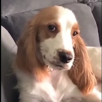 KillerSocio's profile picture. 🫠