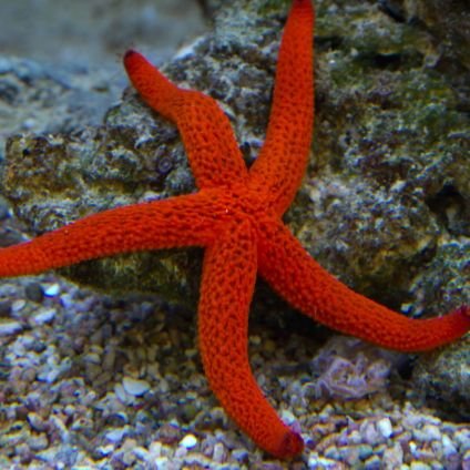 Simtot1's profile picture. 