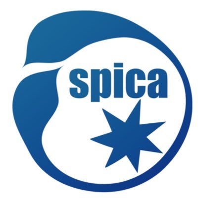 spicahakodate Profile Picture