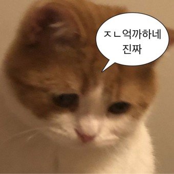 금쪽이さんのプロフィール画像
