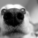 Flint Richardson - @ItsTheFatDog - Twitter