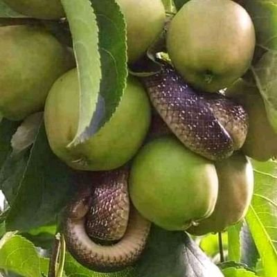 JambaRuriri's profile picture. intelligence