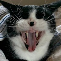 Patricia (@sebastiantcat13) 's Twitter Profile