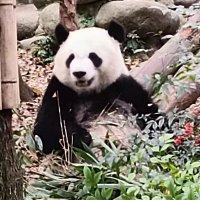 liu jackqin❤️ Memecoin (@ljackqin) Twitter profile photo