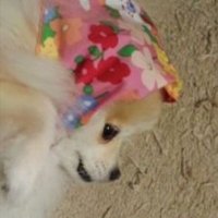 まろかぶぱんぱん (@dy0g0b35okoc1pu) 's Twitter Profile