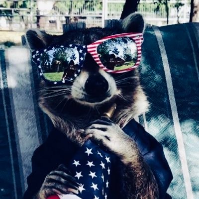 TacticoolRacoon Profile Picture