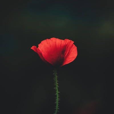 PopiSaha13's profile picture. Crypto lover.