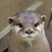 カワウソさん (@hiroto_kawauso) Twitter profile photo カワウソさん (@hiroto_kawauso) Twitter profile photo
