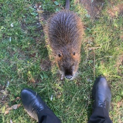 karelmartel89's profile picture. 