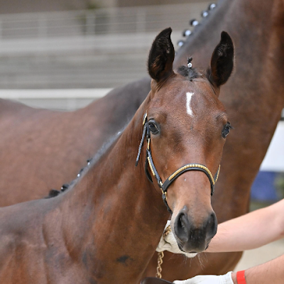 Élevage de chevaux et poneys de sport
Cso & dressage
etalonnier