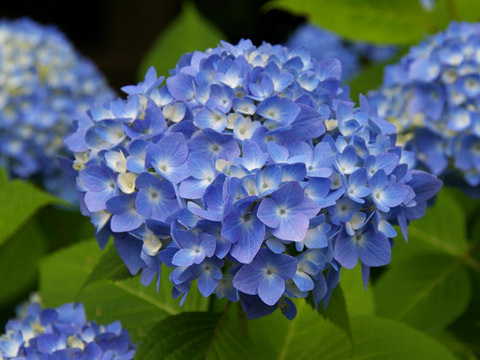 nobu_yabu's profile picture. 