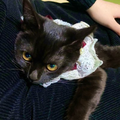 奈良洋子さんのプロフィール画像