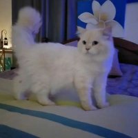 فدوھ لعیونگ (@ta99ta12) 's Twitter Profile