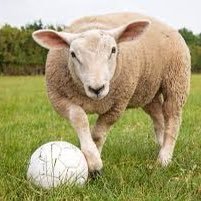 clitheroesheep's profile picture. Proud season ticket holder at the mighty Clitheroe FC
