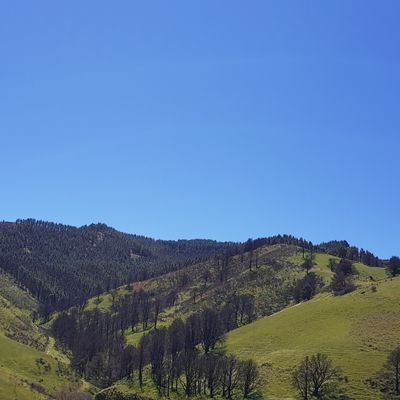 fal_german's profile picture. 