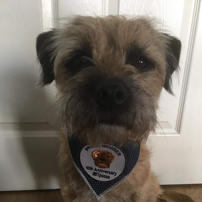 I'm a super friendly Border Terrier who loves to walk the Wainwrights. Proud member of #BTPosse. lives in Cumbria