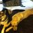 dc_coco's profile image