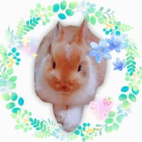 きなこお嬢様の日常🐰🩷(@kinakinako0306) 's Twitter Profile Photo