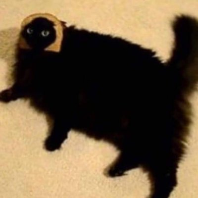 JosefVosta's profile picture. I love cats