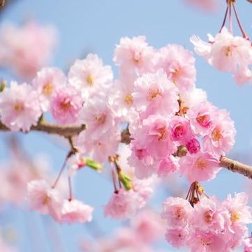ゆうちょ口座所持。ゆうちょダイレクト経由にて迅速に振込みます。FF外からのDM通知が来ないことがあるので、返信遅い場合リプお願いします。