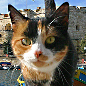 UrbanFlyer's profile picture. プロデューサー兼ディレクターで主にTVのドキュメンタリー番組を制作していました。60歳を機に沖繩、糸満市に移住しました。それなりに苦労もありましたがなんとかやっています。パソコンやiPhone、iPad等アップル製品のファンです。趣味は旅行と食べること。それに写真です。