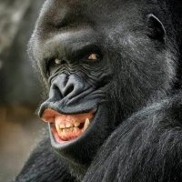 una cu pamantul (@topbogdan) 's Twitter Profile