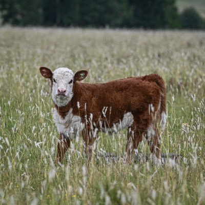 Empresa agropecuaria familiar dedicada a la producción de reproductores confiables para la ganadería nacional 🌱📈 80 años de actividad en Uruguay 🇺🇾