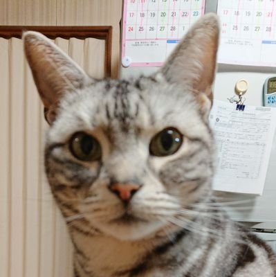 猫/コーヒー/日常/保守🇯🇵/無職/昼寝/🍀お返事御礼等申し訳ございませんが遅れます🍀/❌エロ/❌投資/❌DM返信出来ません/X初心者🔰/