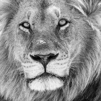 MongaML's profile picture. 