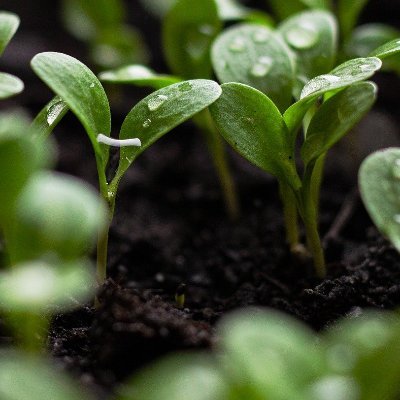 Prepper Gardener & Homesteader -- Growing food, skills for self reliance -- Preparing for anything, because those canned peaches are only gonna get you so far.