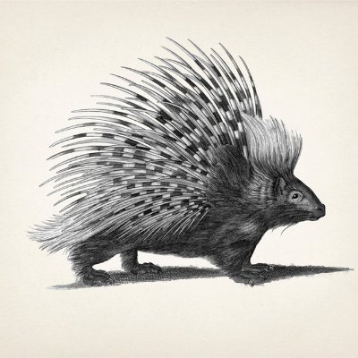 a play, an immersive event, your inner porcupine
