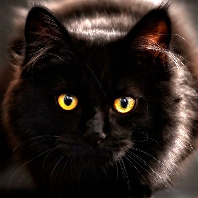 通販サイトに関するお得な情報を公開しております。
投稿している特価品情報は掲載された時点での最新情報です。
商品の価格や在庫は、時間の経過によって変動もしくは
在庫切れになる可能性があります。
にゃーむれすはAmazon アソシエイトを利用して紹介料を得ています。
相互フォローをご希望の方はご連絡ください。