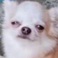 scritch* scratch* (@looksosweet2) 's Twitter Profile