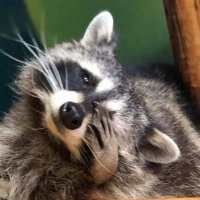 That Raccoon 🍁🦝🍁(@RaccoonQueen6) 's Twitter Profile Photo